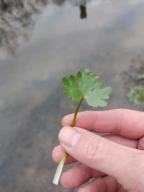 Attached picture aquatic plant 4.jpg